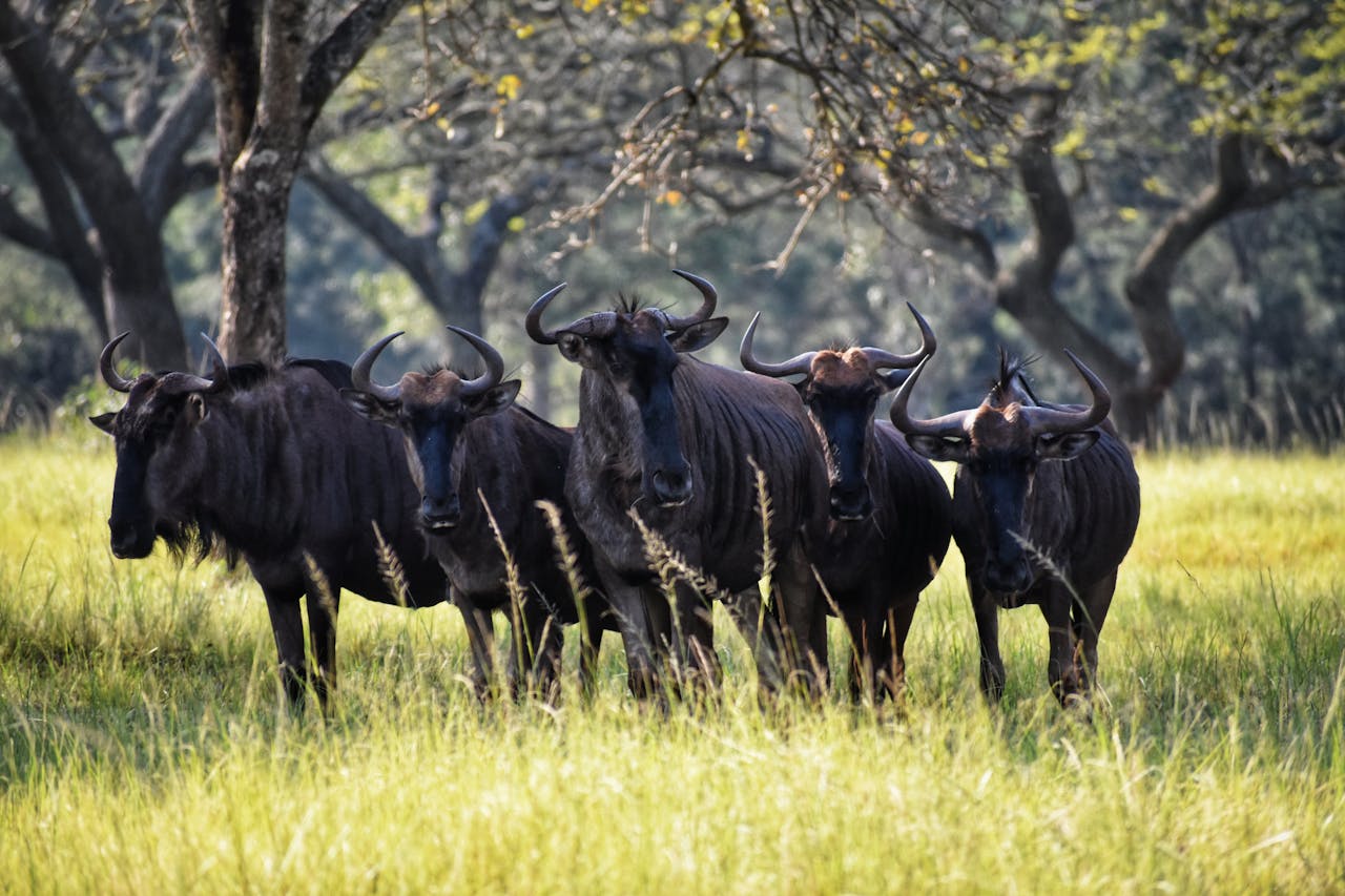 Kilimanjaro Wildlife Experience