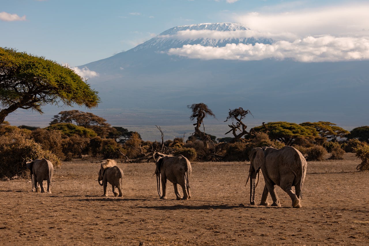 Kilimanjaro Summit Experience Blog