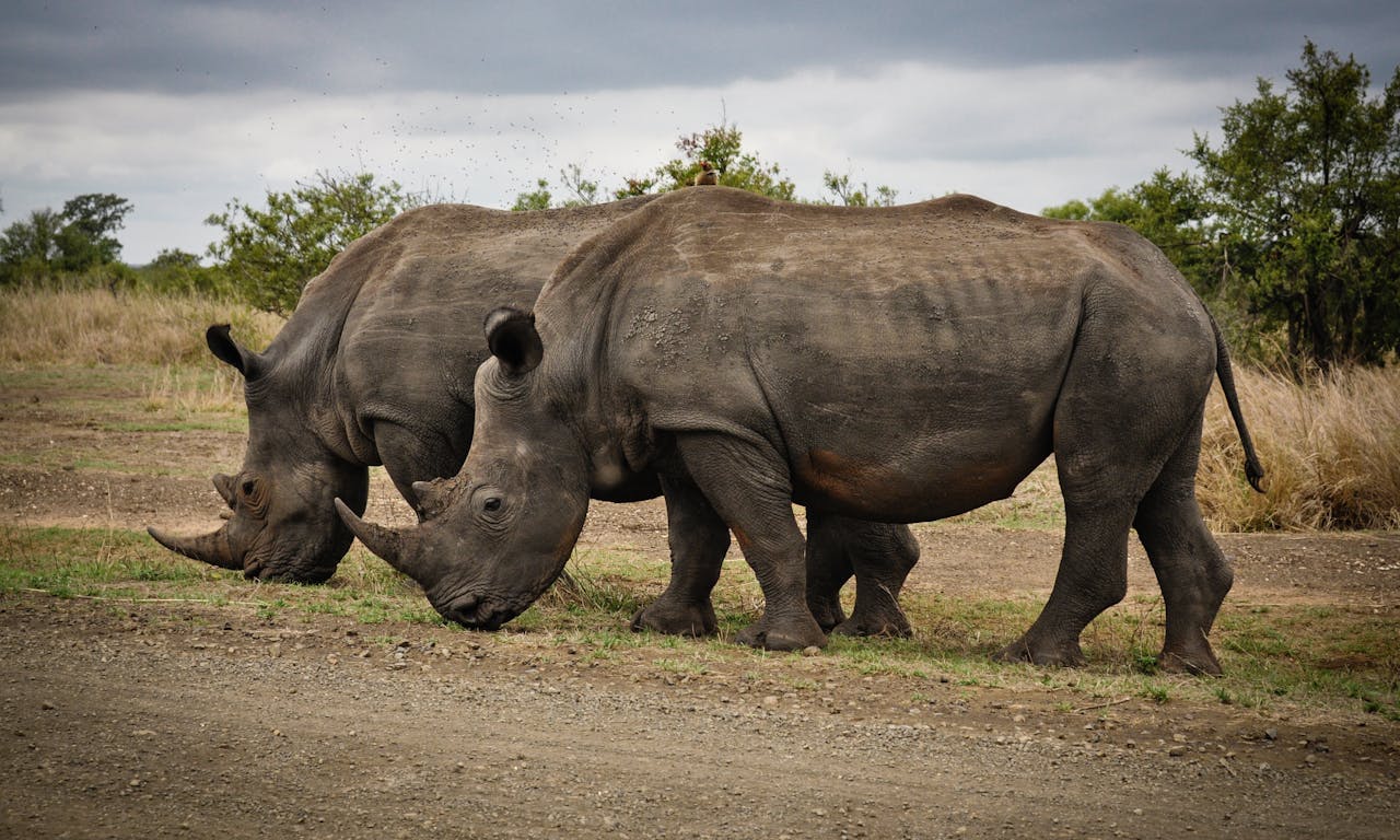 Best Time to Book a Tanzania Safari