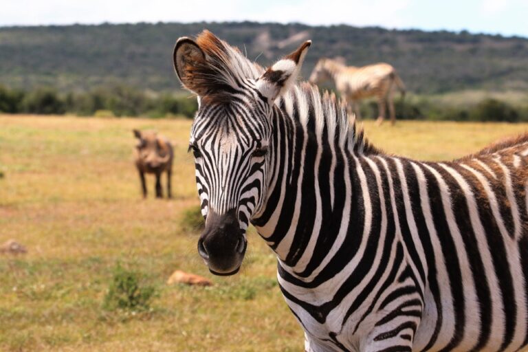 Zebra in a South African savanna with blurred background wildlife.