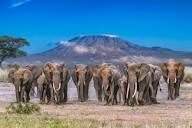 tanzania safari 2026