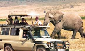 Ultimate Tanzania Safari Travel Guide