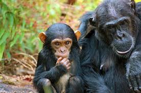 chimpanzee trekking tanzania(20)